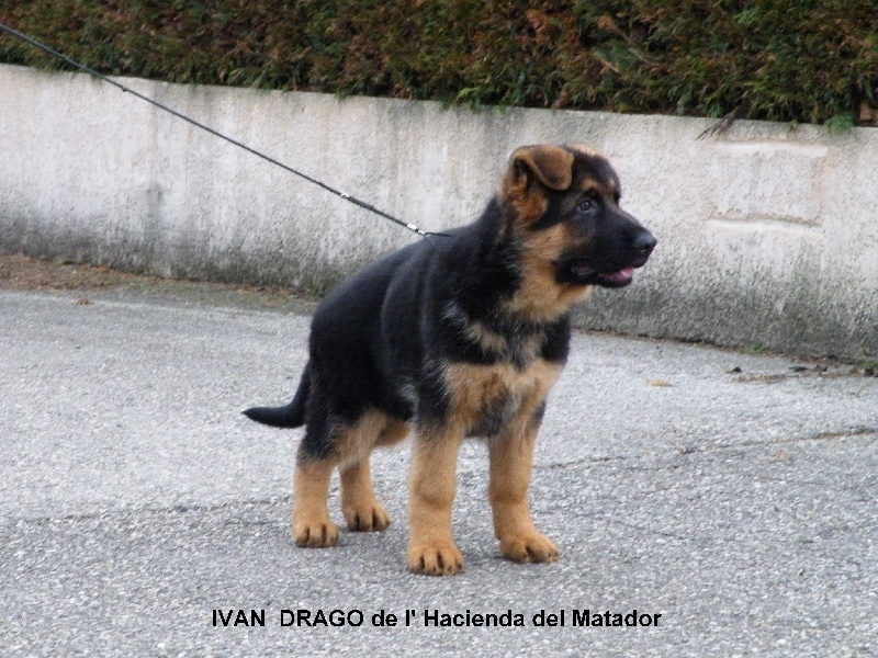 Ivan  drago De l'hacienda del matador