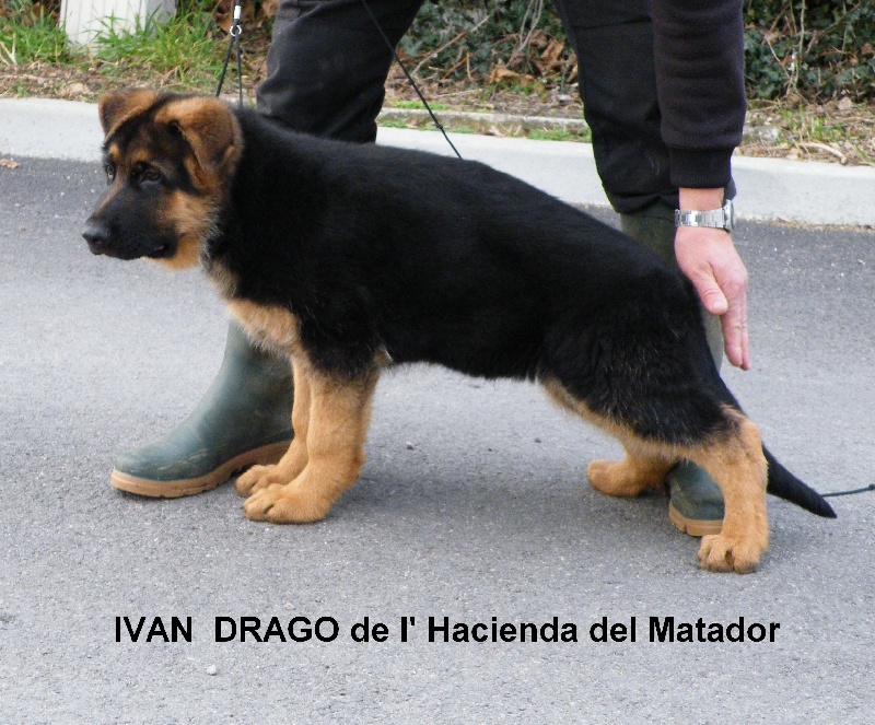 Ivan  drago De l'hacienda del matador
