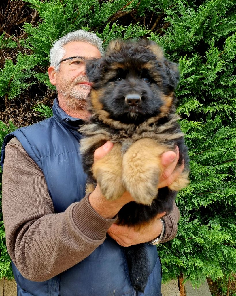 De l'hacienda del matador - Chiot disponible  - Berger Allemand Poil Long