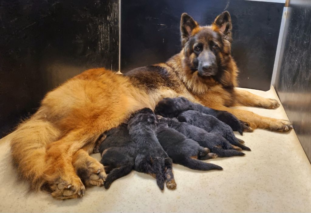 chiot Berger Allemand Poil Long De l'hacienda del matador