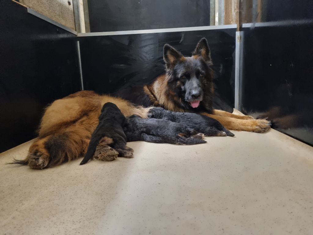 chiot Berger Allemand Poil Long De l'hacienda del matador