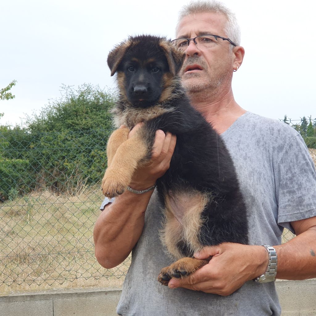 De l'hacienda del matador - Chiot disponible  - Berger Allemand