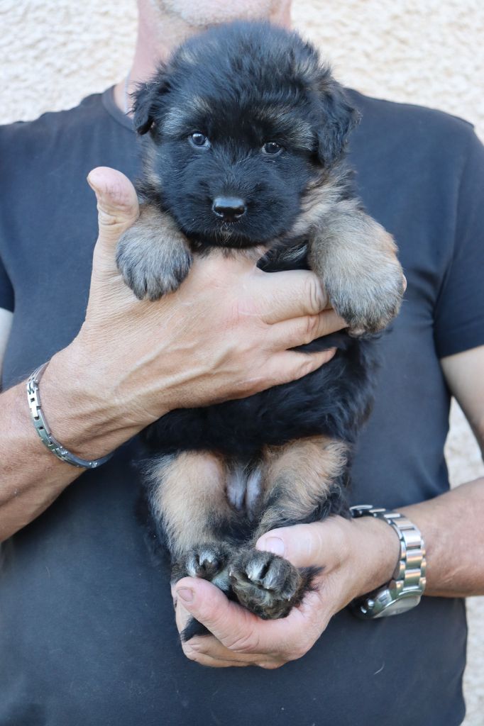 De l'hacienda del matador - Chiot disponible  - Berger Allemand Poil Long