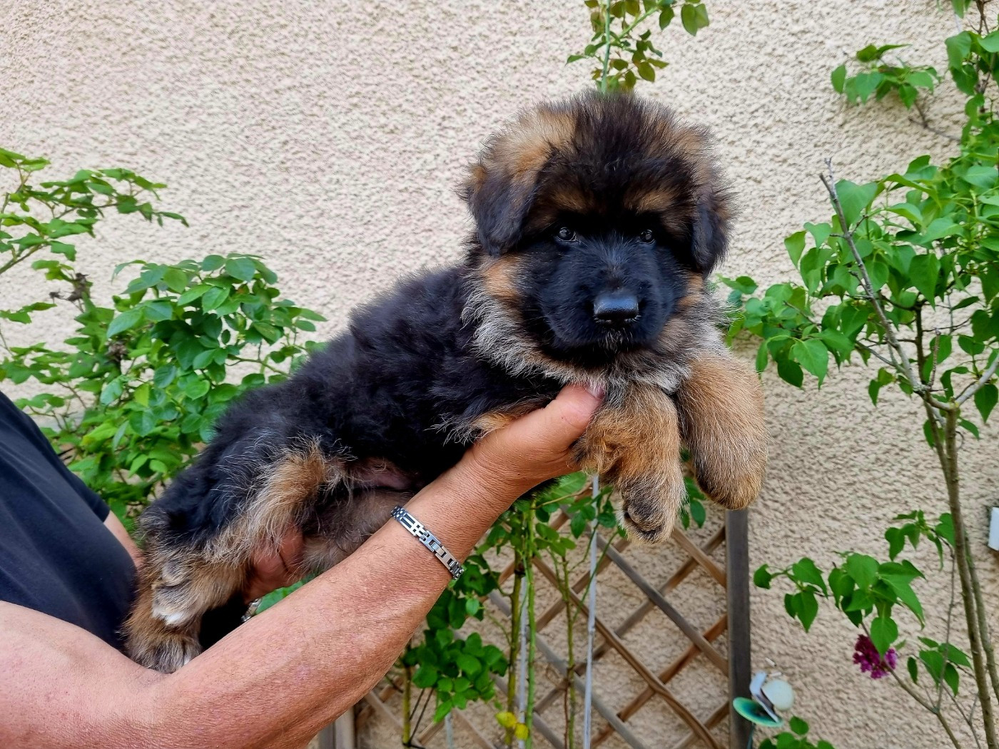 TRES BEAU MALE POIL LONG A RESERVER DISPONIBLE POUR LE 20/04/26