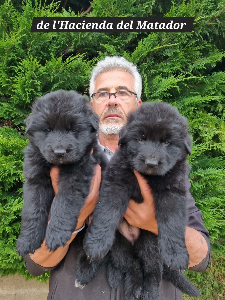 TRES BEAUX CHIOTS BREGER ALLEMAND POIL LONG FEMELLES NOIRES