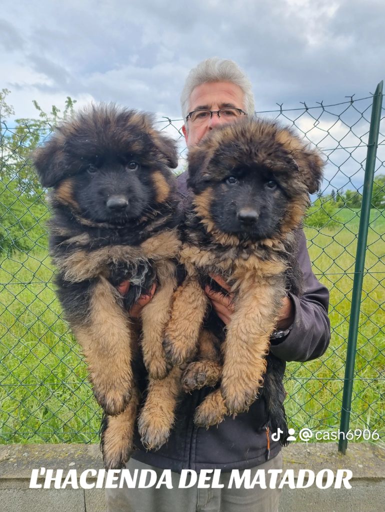 TRES BEAUX CHIOTS BERGER ALLEMAND A POIL LONG