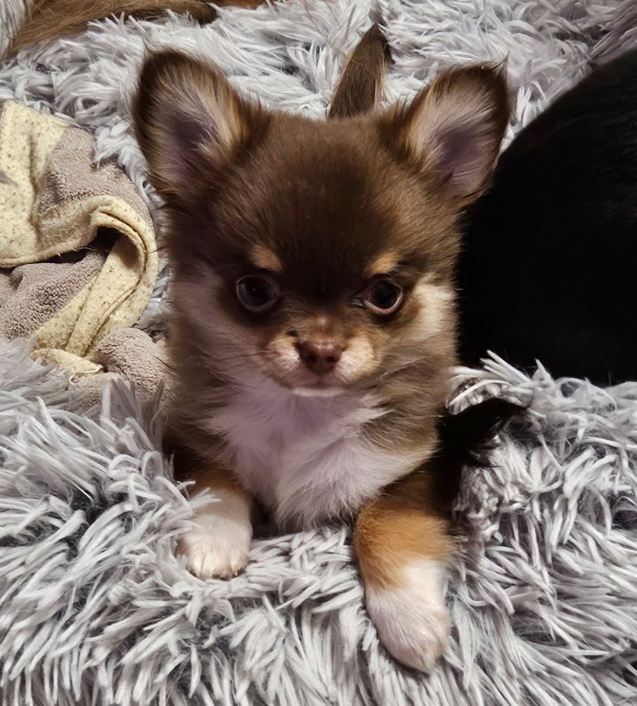 AL PACINO de l'Hacienda del Matador