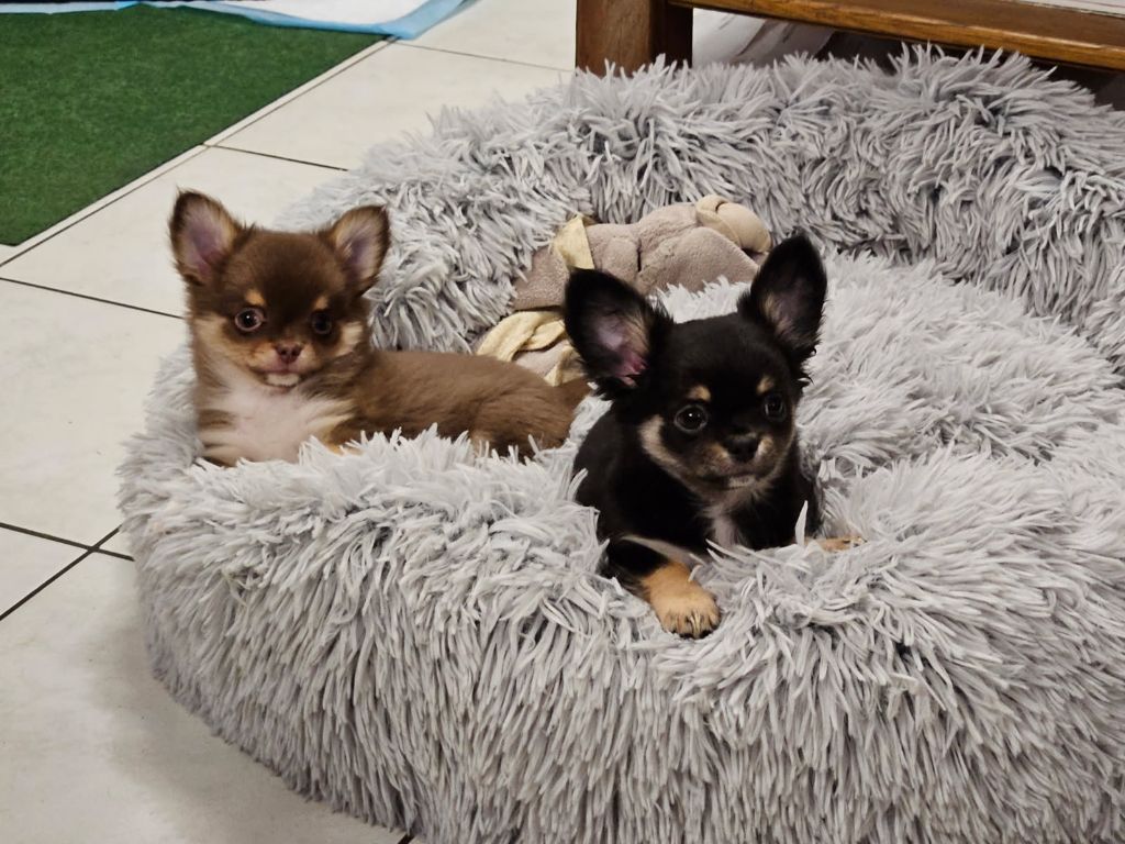 AL PACINO ET ASTON de l'Hacienda del Matador