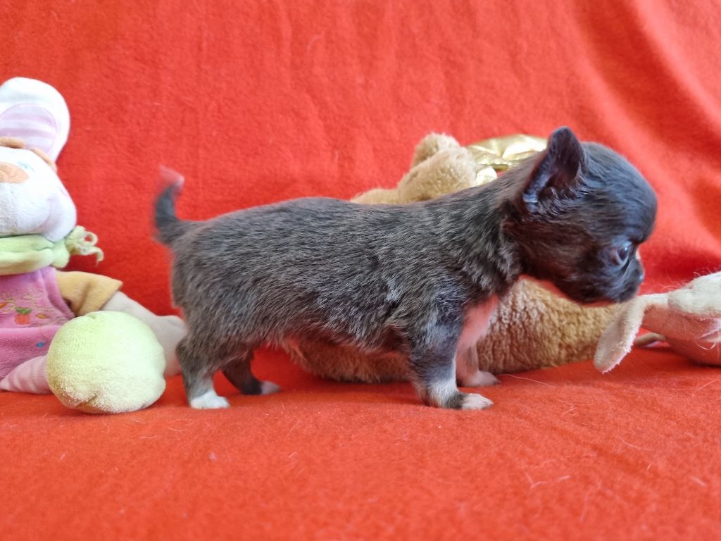 De l'hacienda del matador - Chiots disponibles - Chihuahua