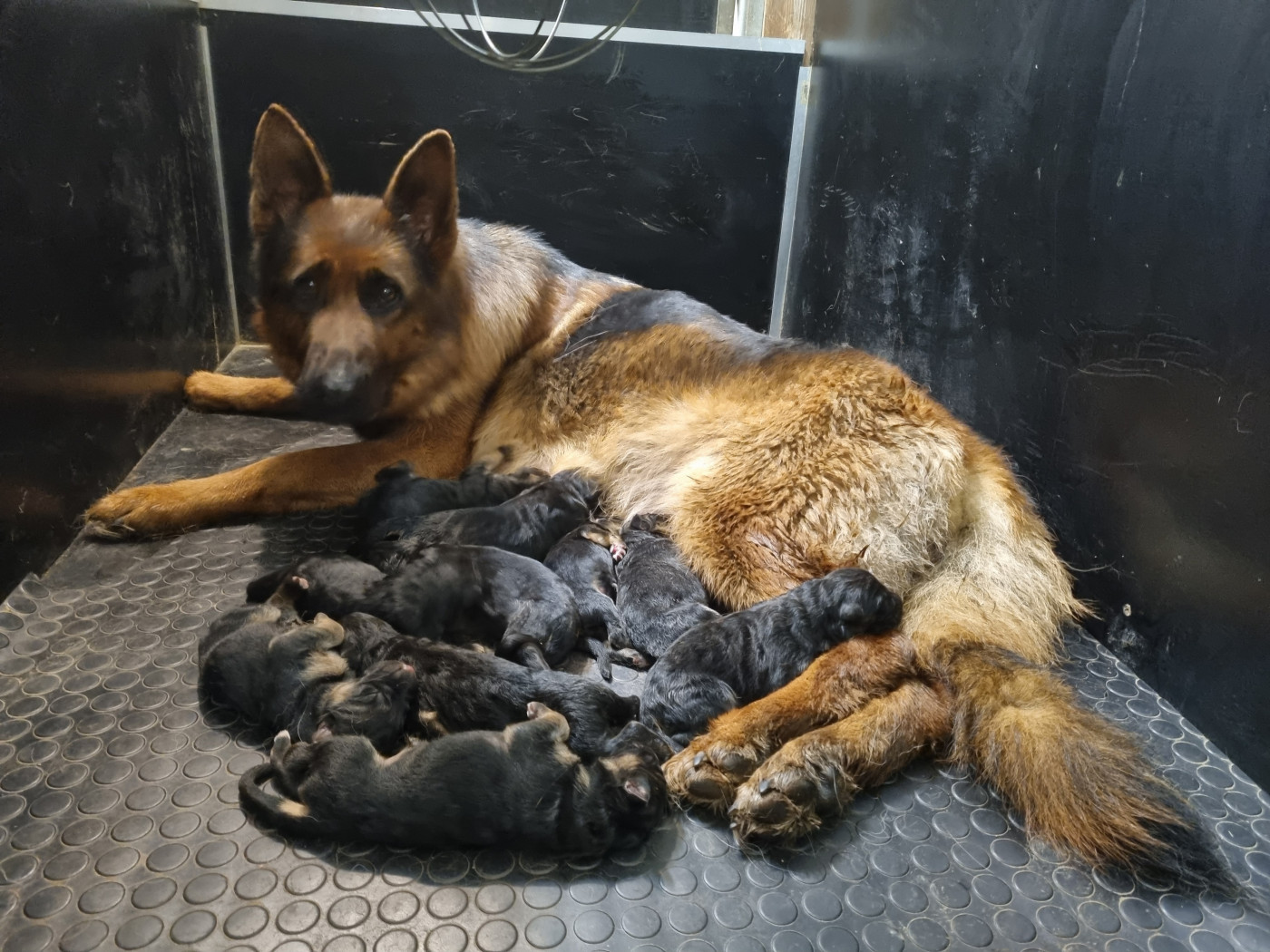 Chiot Berger Allemand De l'hacienda del matador