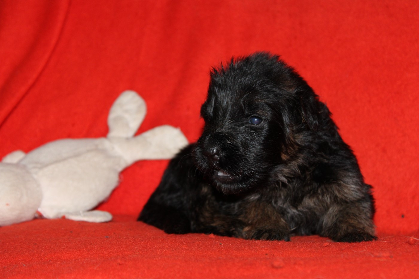 De l'hacienda del matador - Chiots disponibles - Berger Allemand