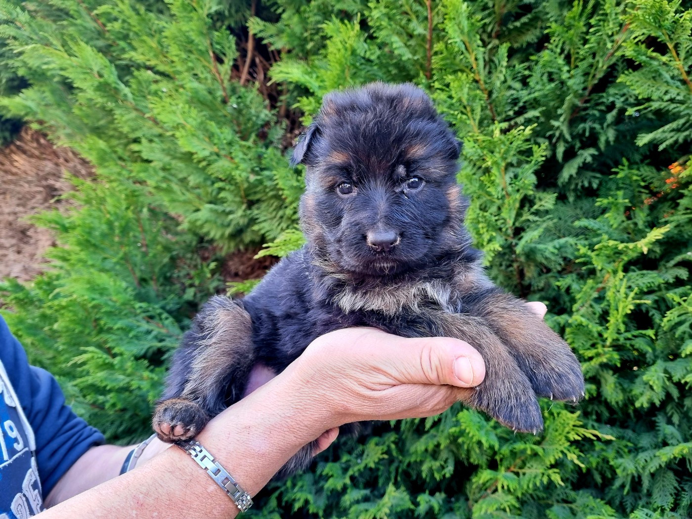 De l'hacienda del matador - Chiots disponibles - Berger Allemand