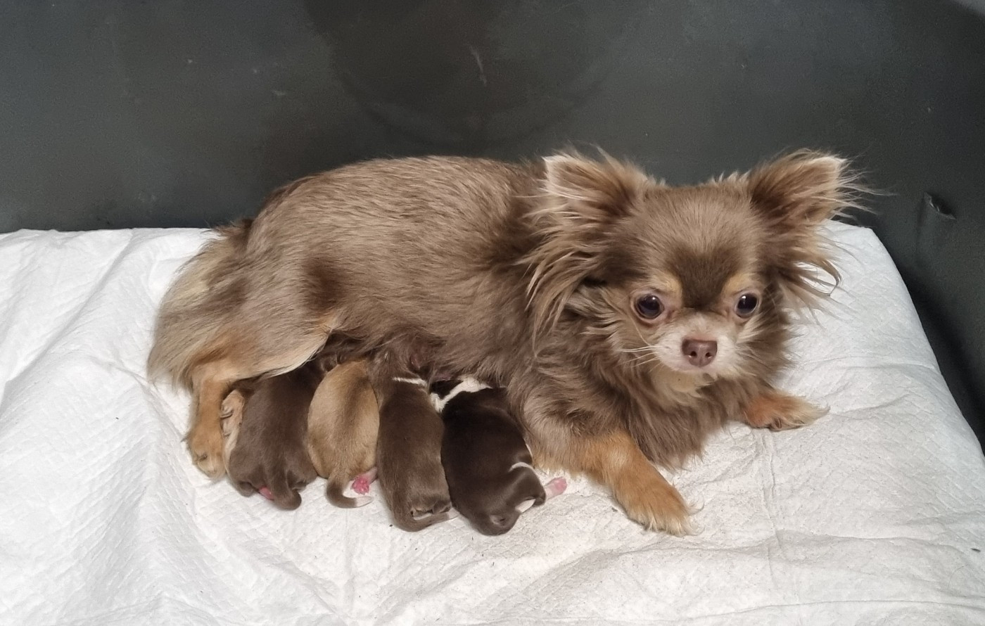 Chiot Chihuahua De l'hacienda del matador