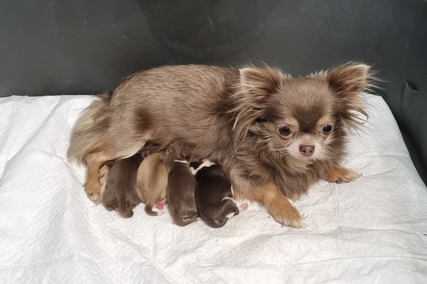 De l'hacienda del matador - Chiots disponibles - Chihuahua