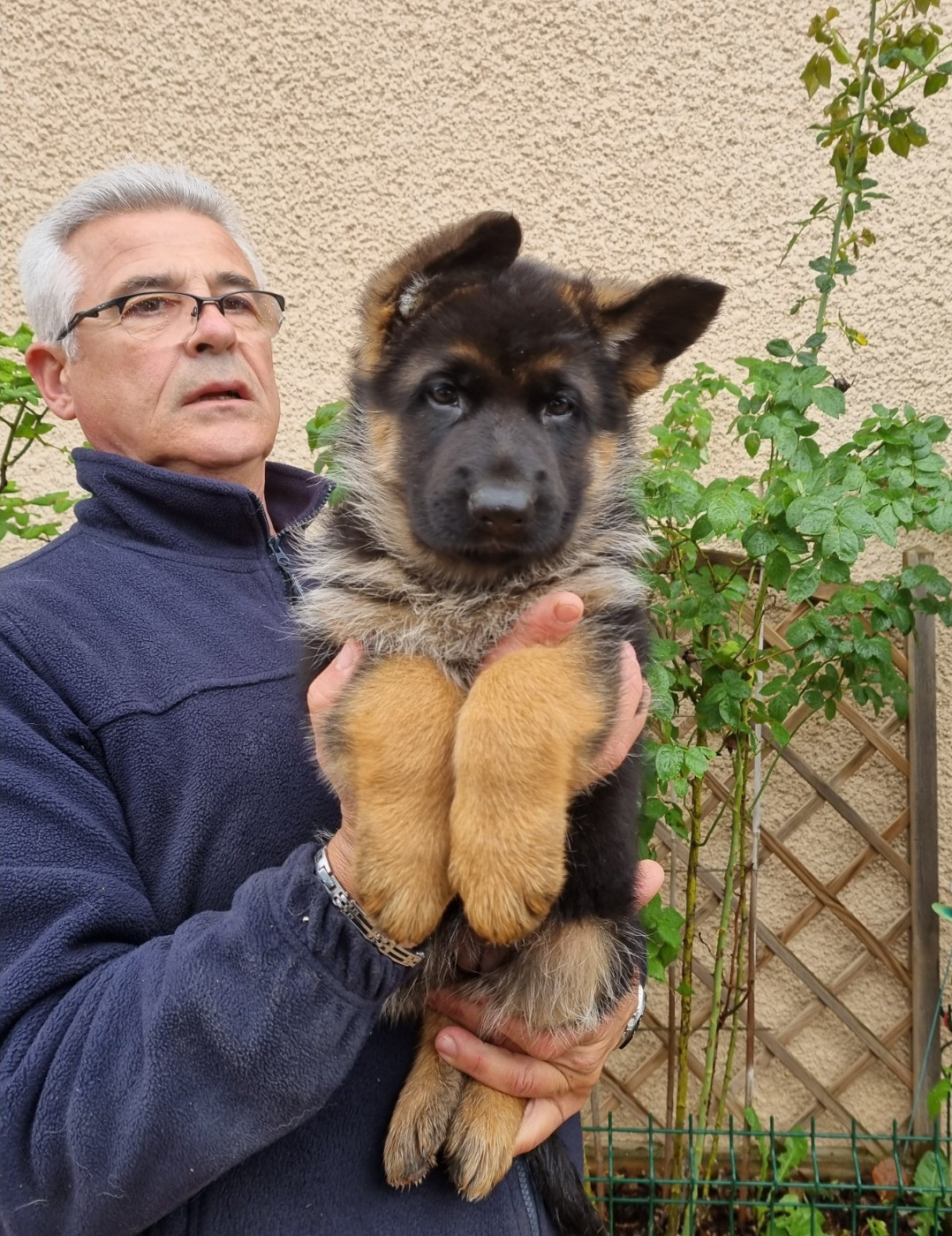 De l'hacienda del matador - Chiots disponibles - Berger Allemand