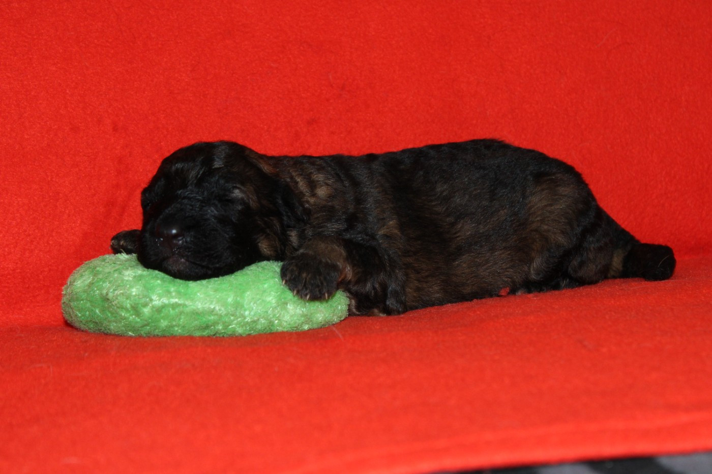 De l'hacienda del matador - Chiots disponibles - Berger Allemand Poil Long