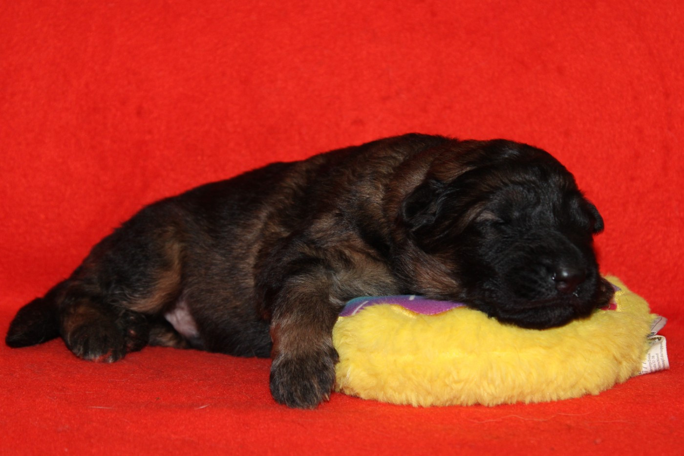 De l'hacienda del matador - Chiots disponibles - Berger Allemand Poil Long