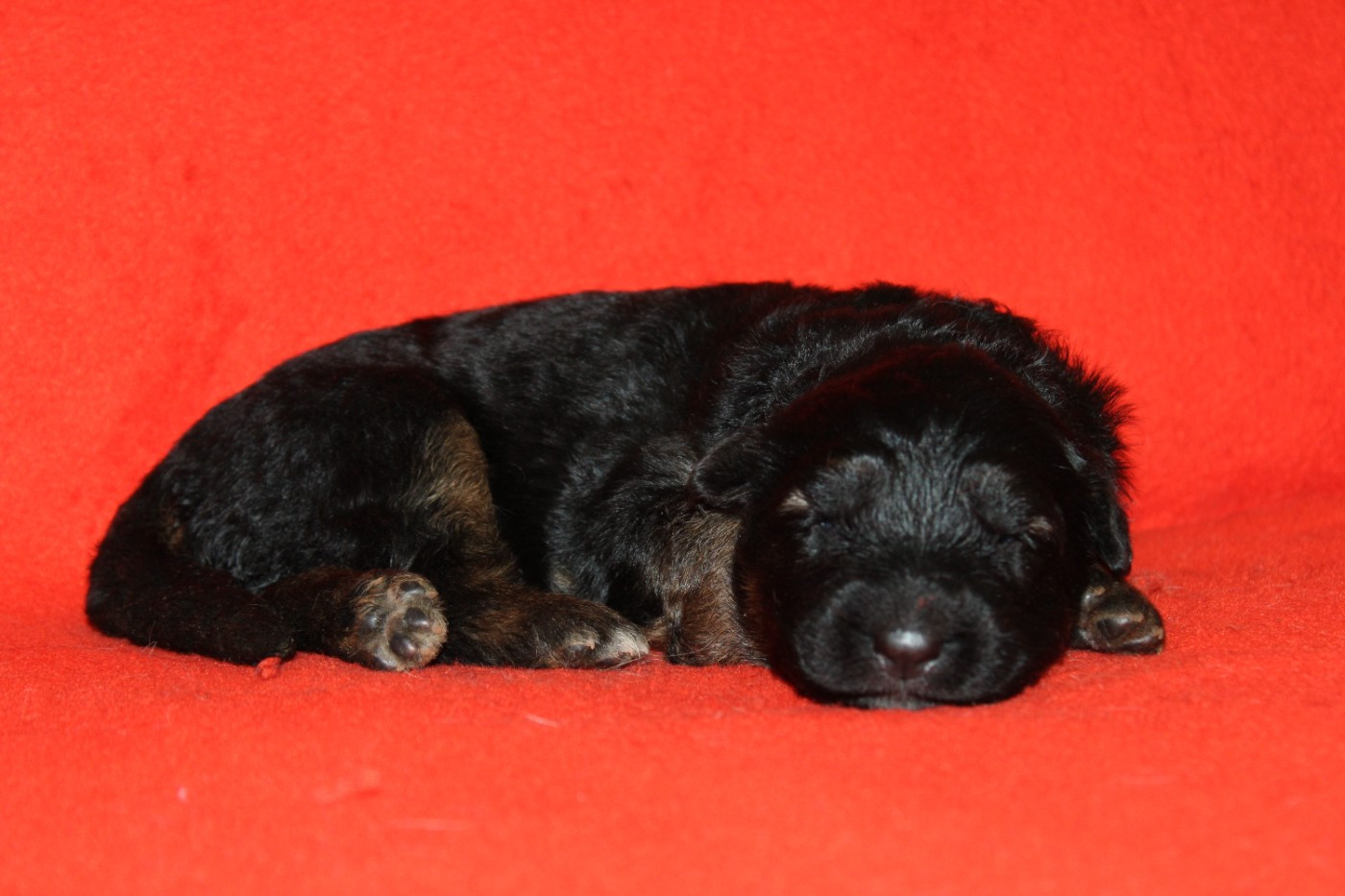 De l'hacienda del matador - Chiots disponibles - Berger Allemand Poil Long