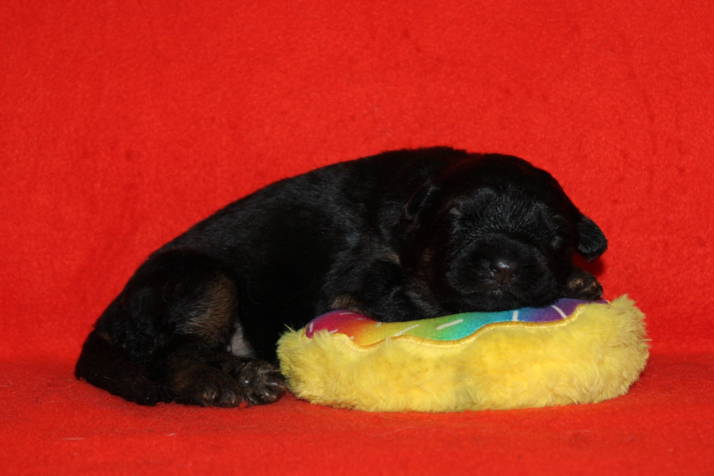 De l'hacienda del matador - Chiots disponibles - Berger Allemand Poil Long