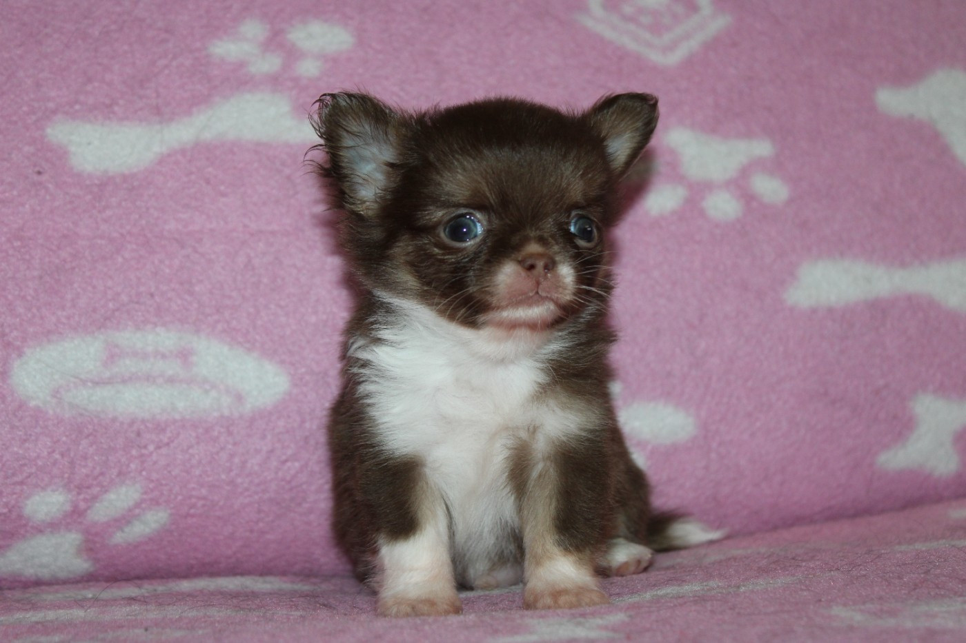 De l'hacienda del matador - Chiots disponibles - Chihuahua