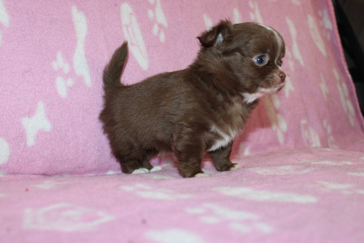 De l'hacienda del matador - Chiots disponibles - Chihuahua