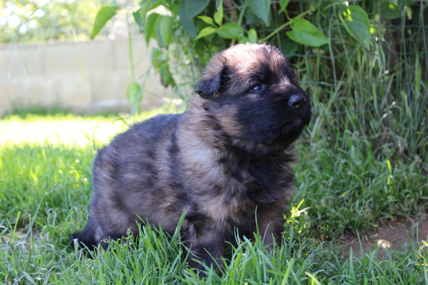 De l'hacienda del matador - Chiots disponibles - Berger Allemand Poil Long