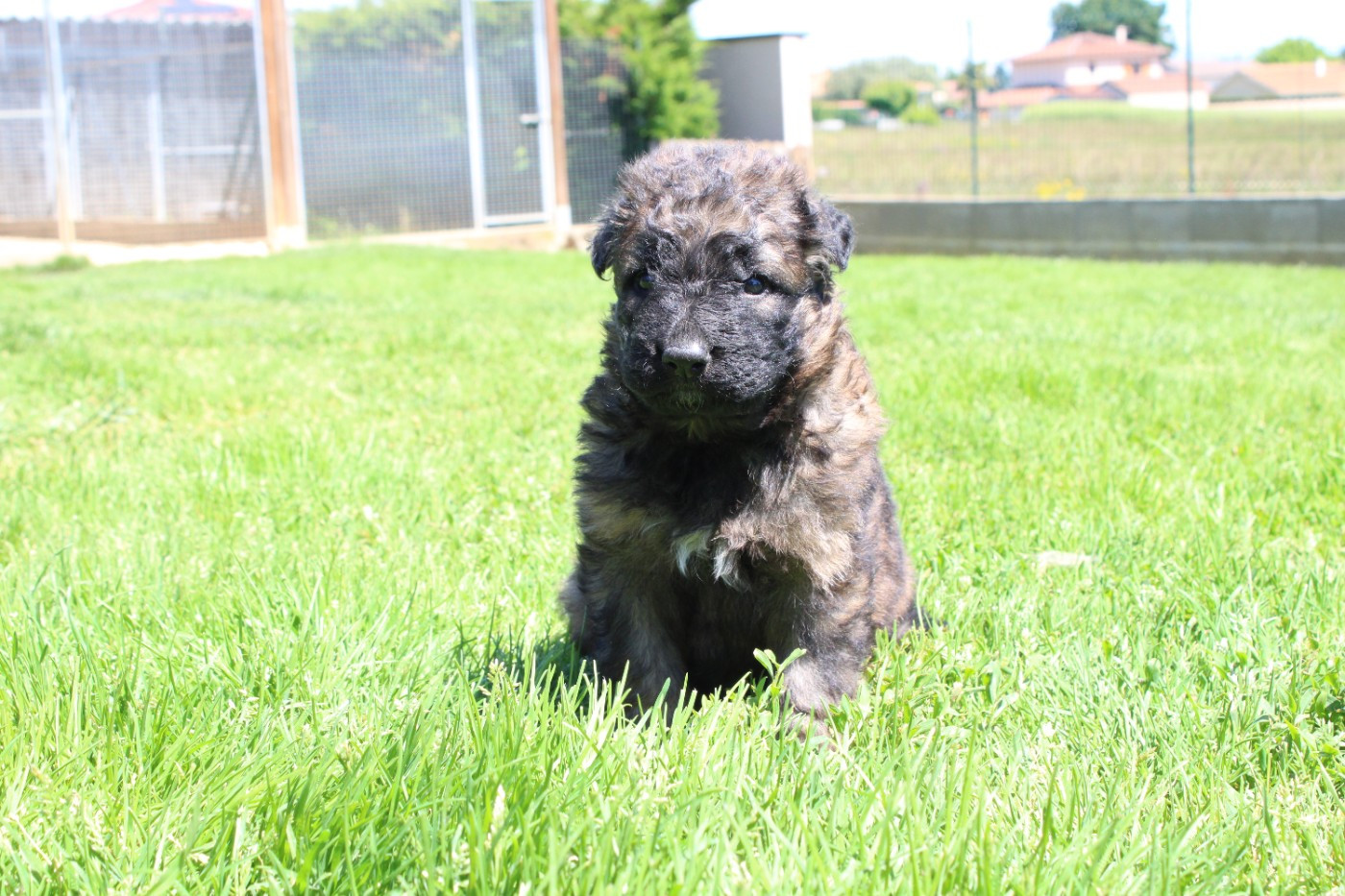 De l'hacienda del matador - Chiots disponibles - Berger Allemand Poil Long