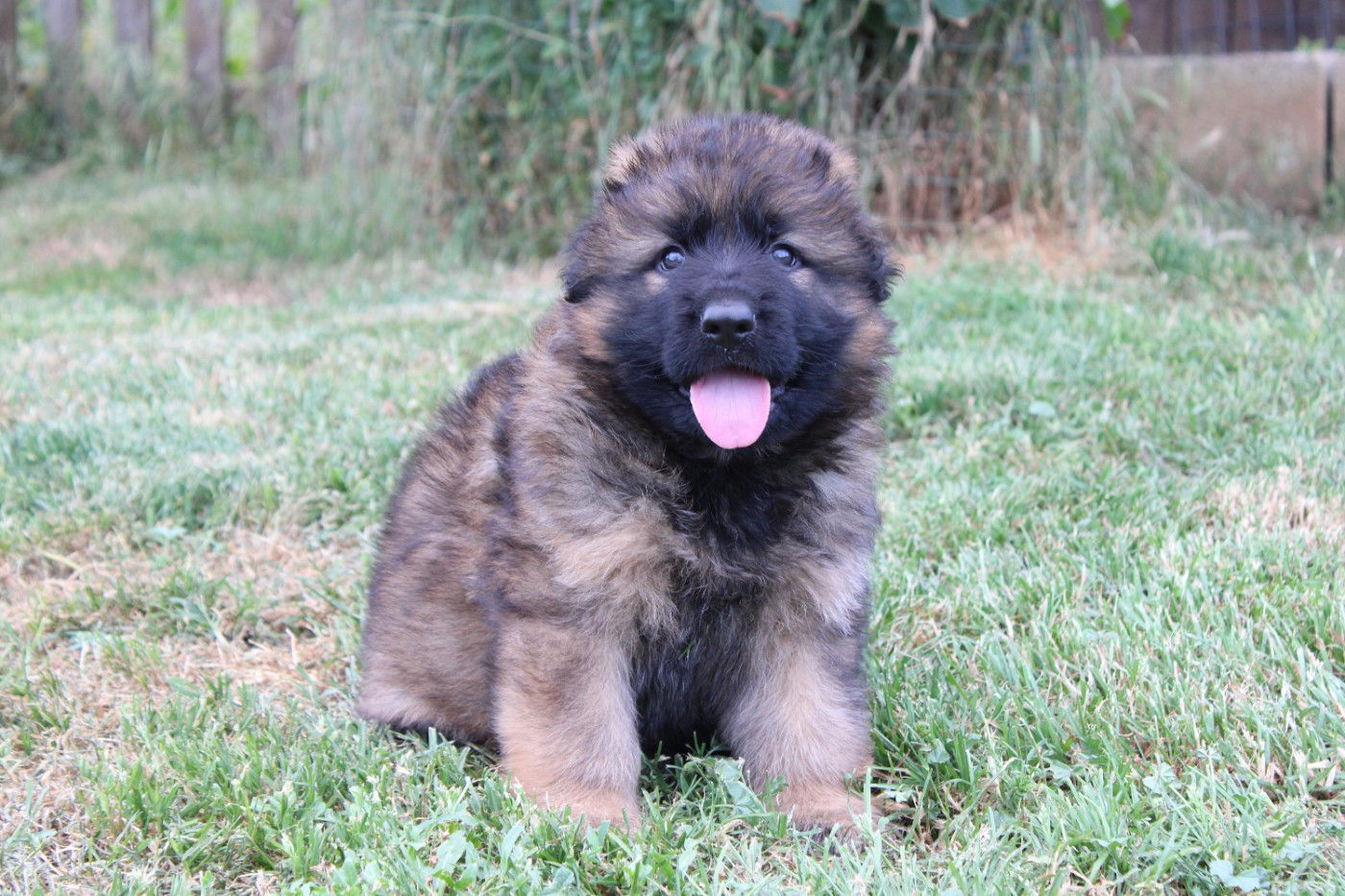 De l'hacienda del matador - Chiots disponibles - Berger Allemand Poil Long