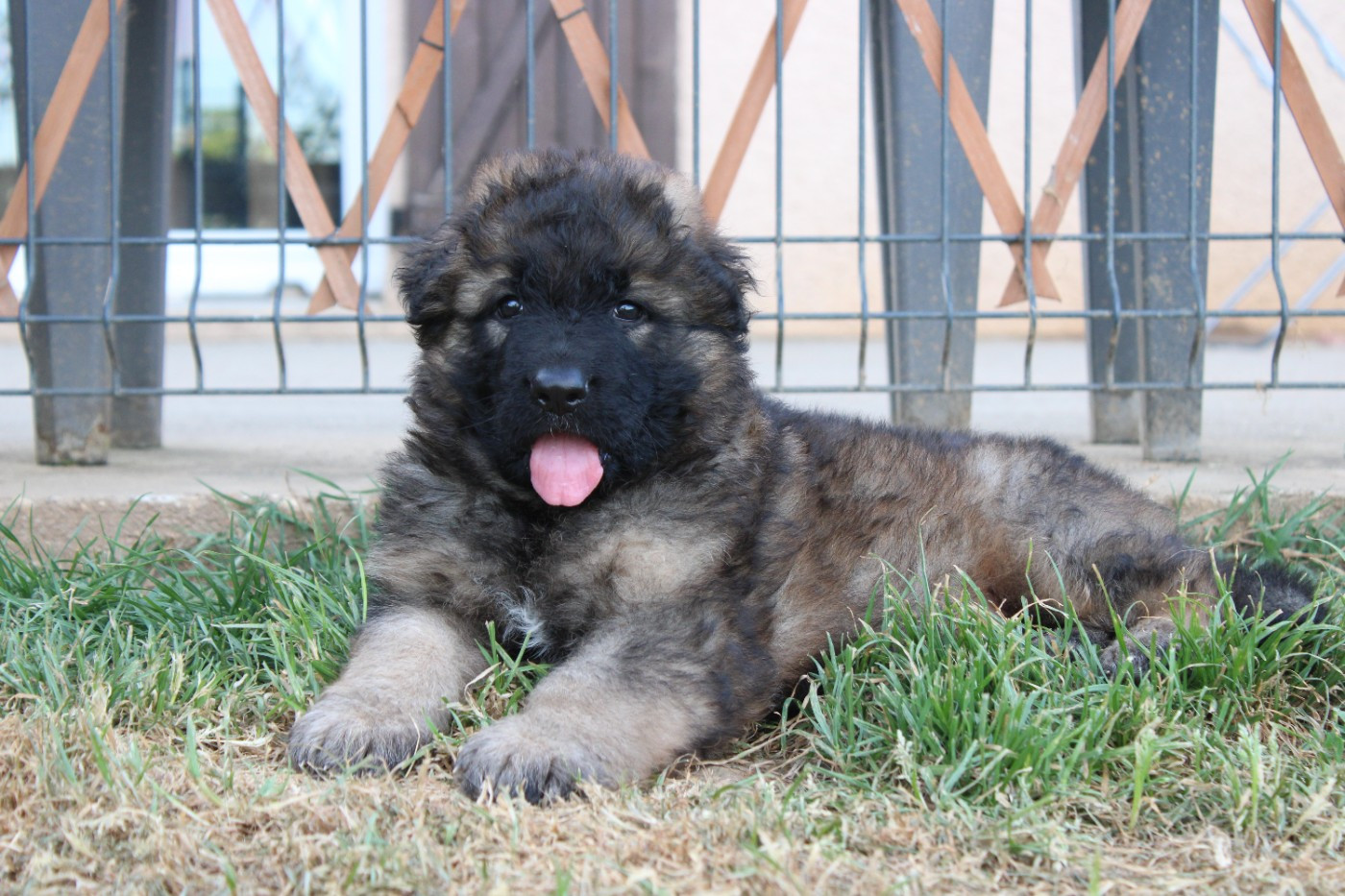 De l'hacienda del matador - Chiots disponibles - Berger Allemand Poil Long