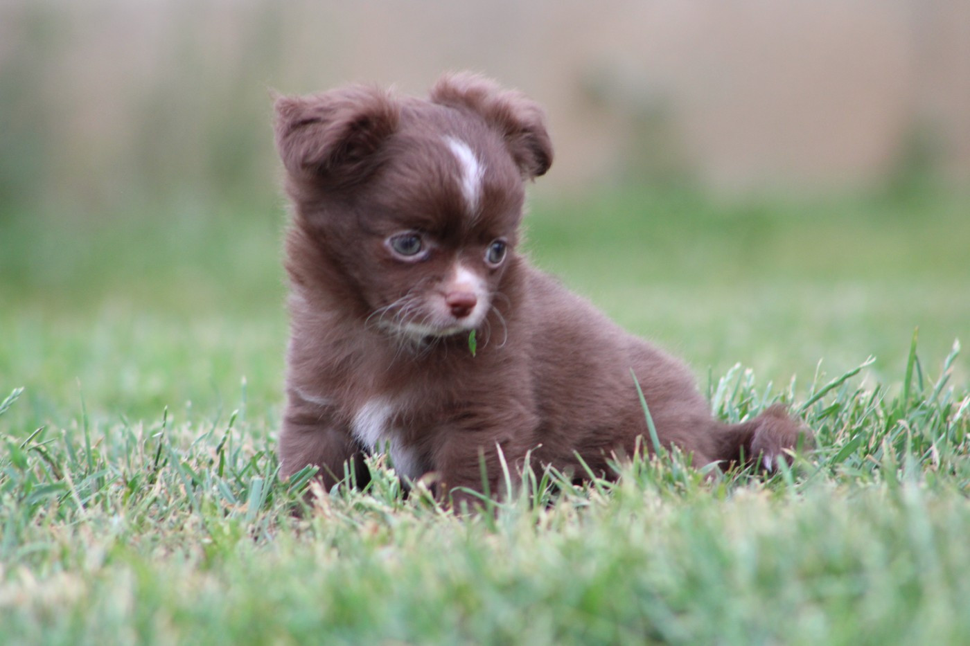 De l'hacienda del matador - Chiots disponibles - Chihuahua