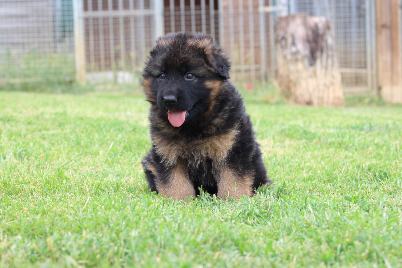 De l'hacienda del matador - Chiots disponibles - Berger Allemand Poil Long