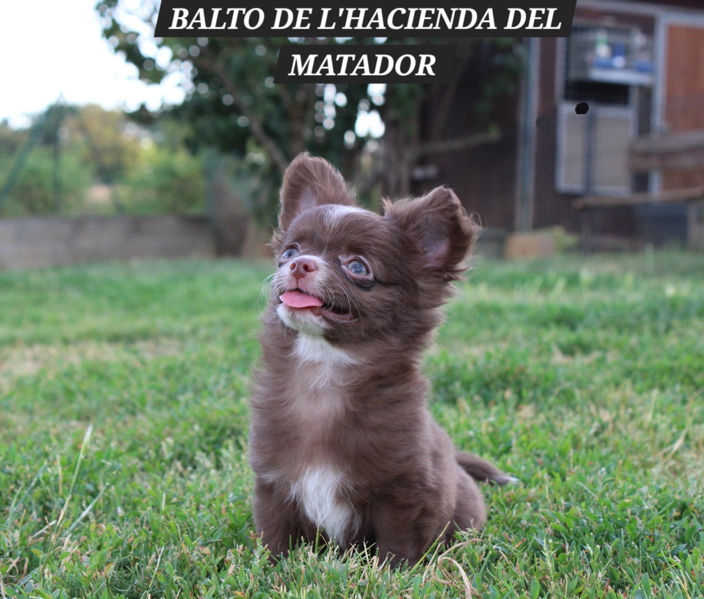 De l'hacienda del matador - Chiots disponibles - Chihuahua