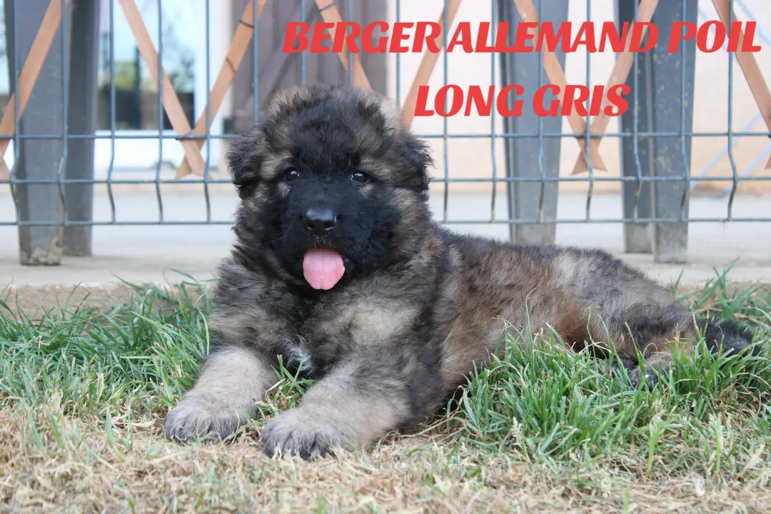 De l'hacienda del matador - Chiots disponibles - Berger Allemand Poil Long