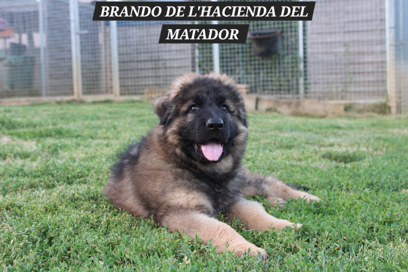 De l'hacienda del matador - Chiots disponibles - Berger Allemand Poil Long