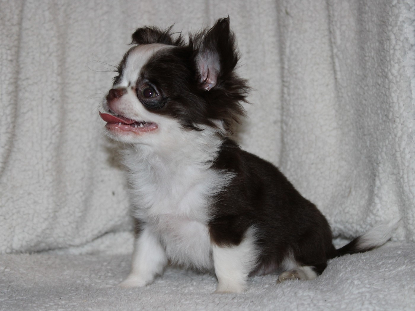 De l'hacienda del matador - Chiots disponibles - Chihuahua