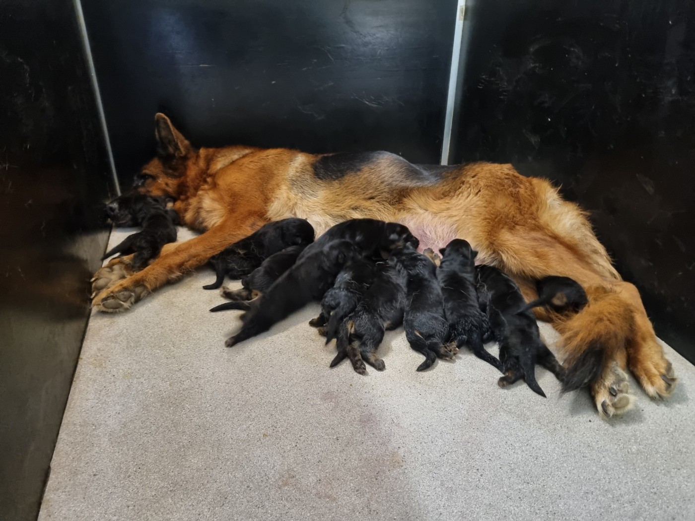 De l'hacienda del matador - Chiots disponibles - Berger Allemand