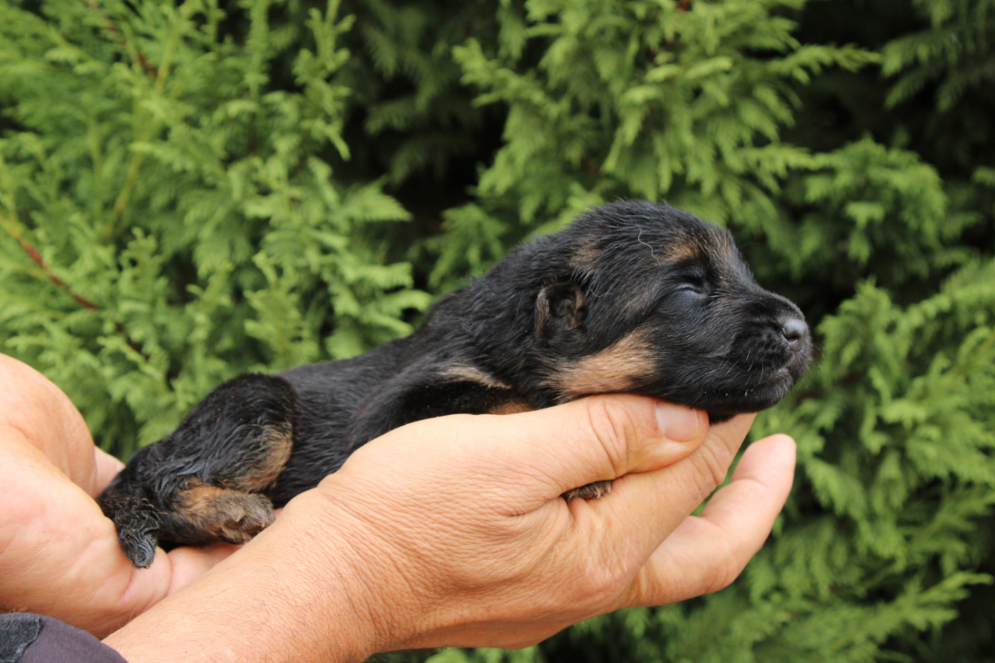 De l'hacienda del matador - Chiots disponibles - Berger Allemand