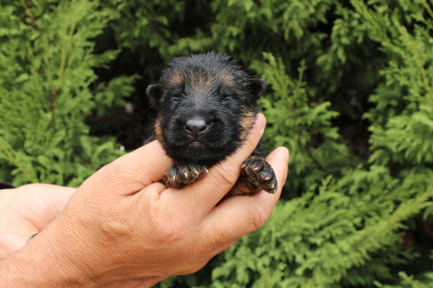 De l'hacienda del matador - Chiots disponibles - Berger Allemand