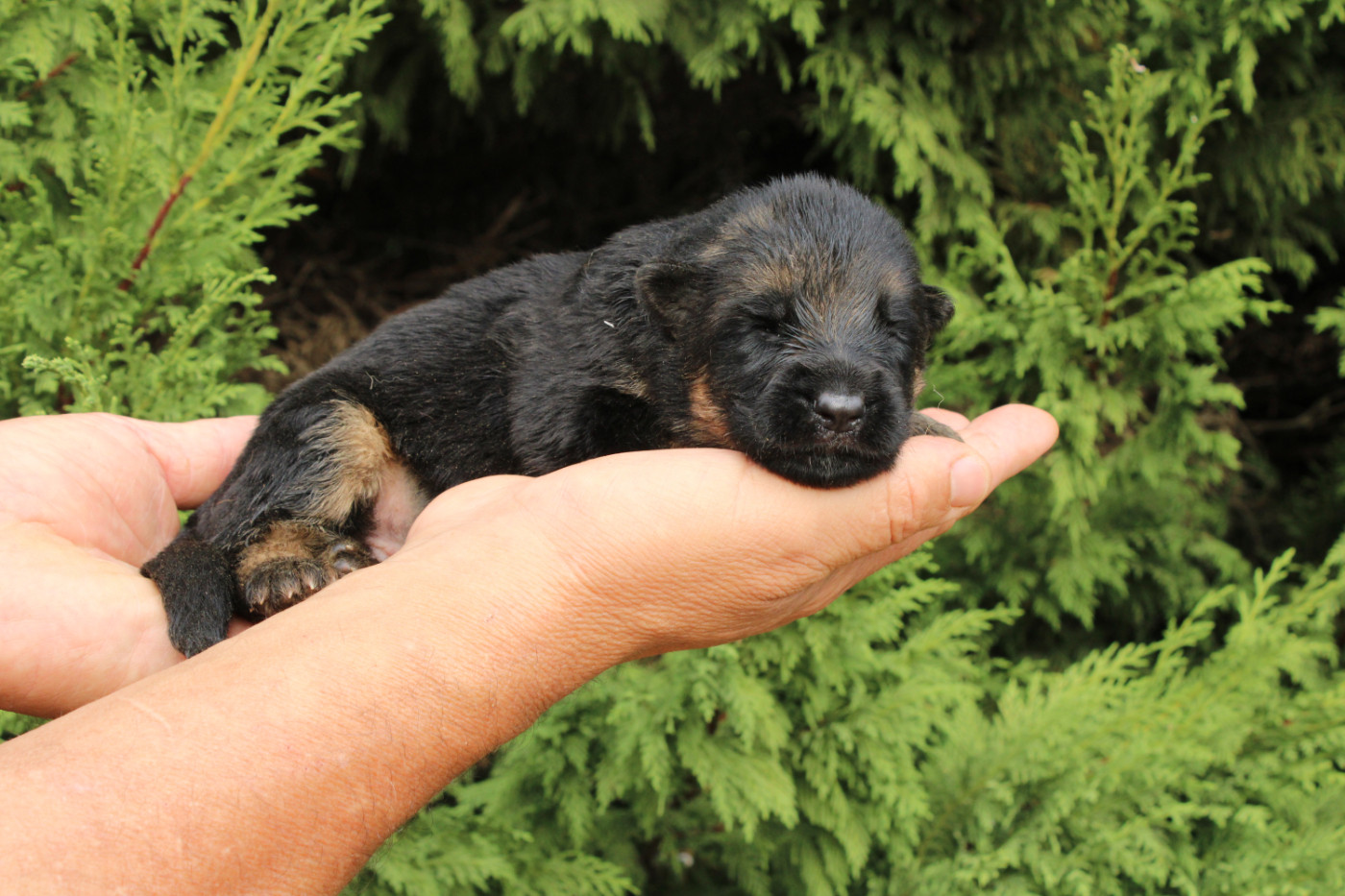 De l'hacienda del matador - Chiots disponibles - Berger Allemand
