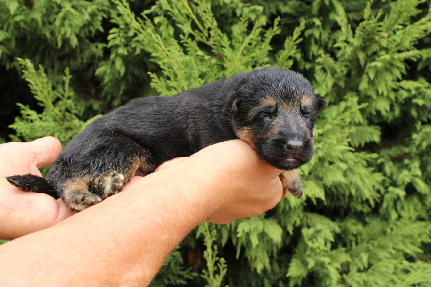 De l'hacienda del matador - Chiots disponibles - Berger Allemand