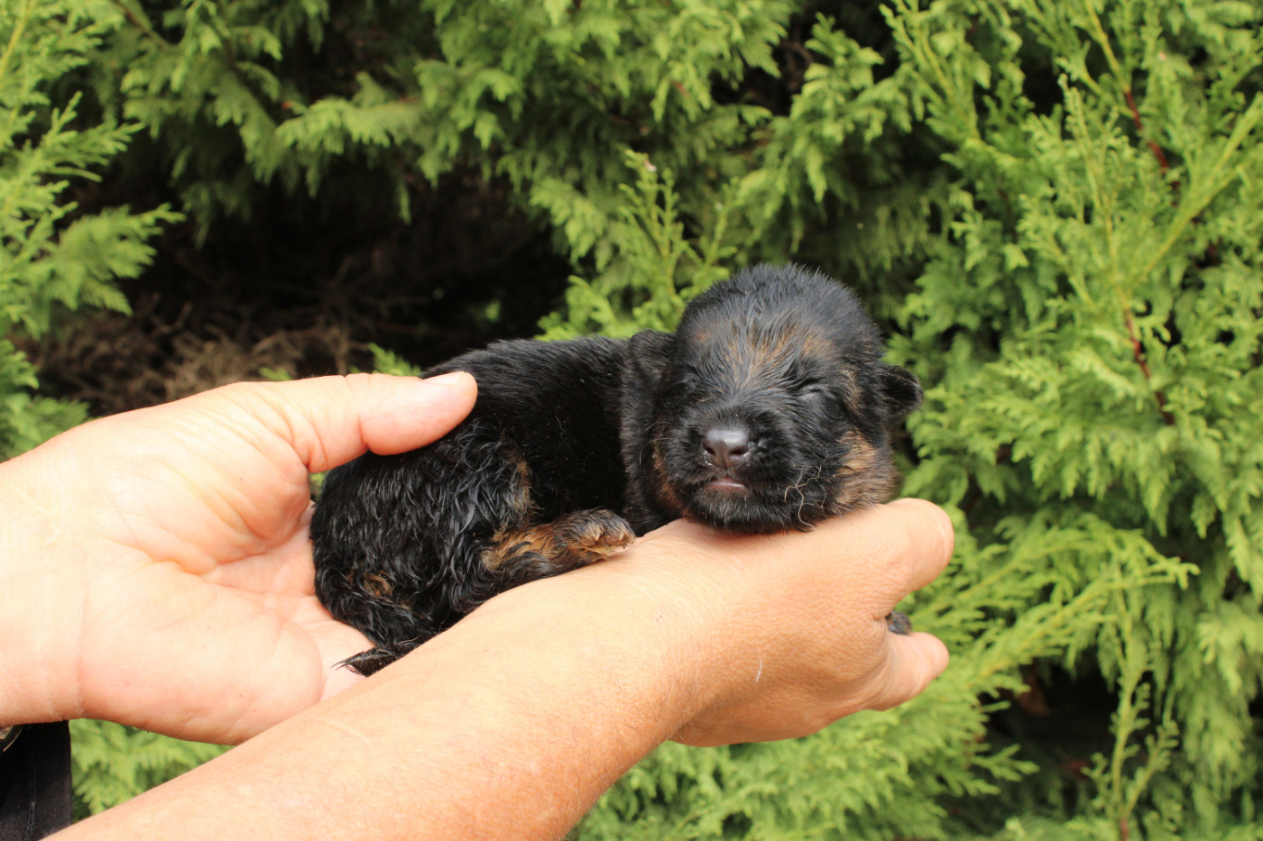 De l'hacienda del matador - Chiots disponibles - Berger Allemand