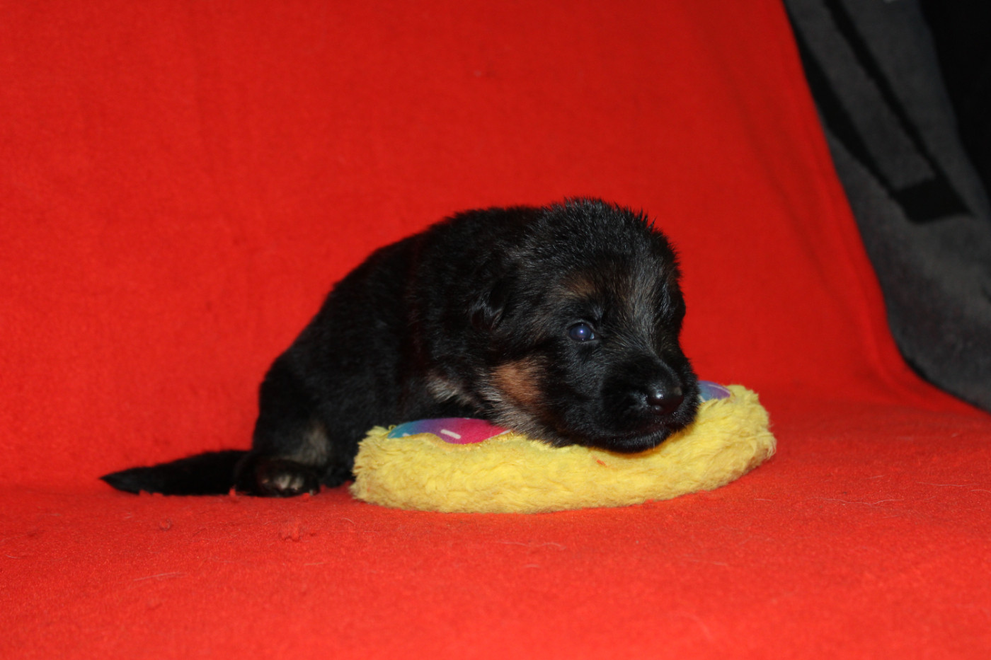 De l'hacienda del matador - Chiots disponibles - Berger Allemand