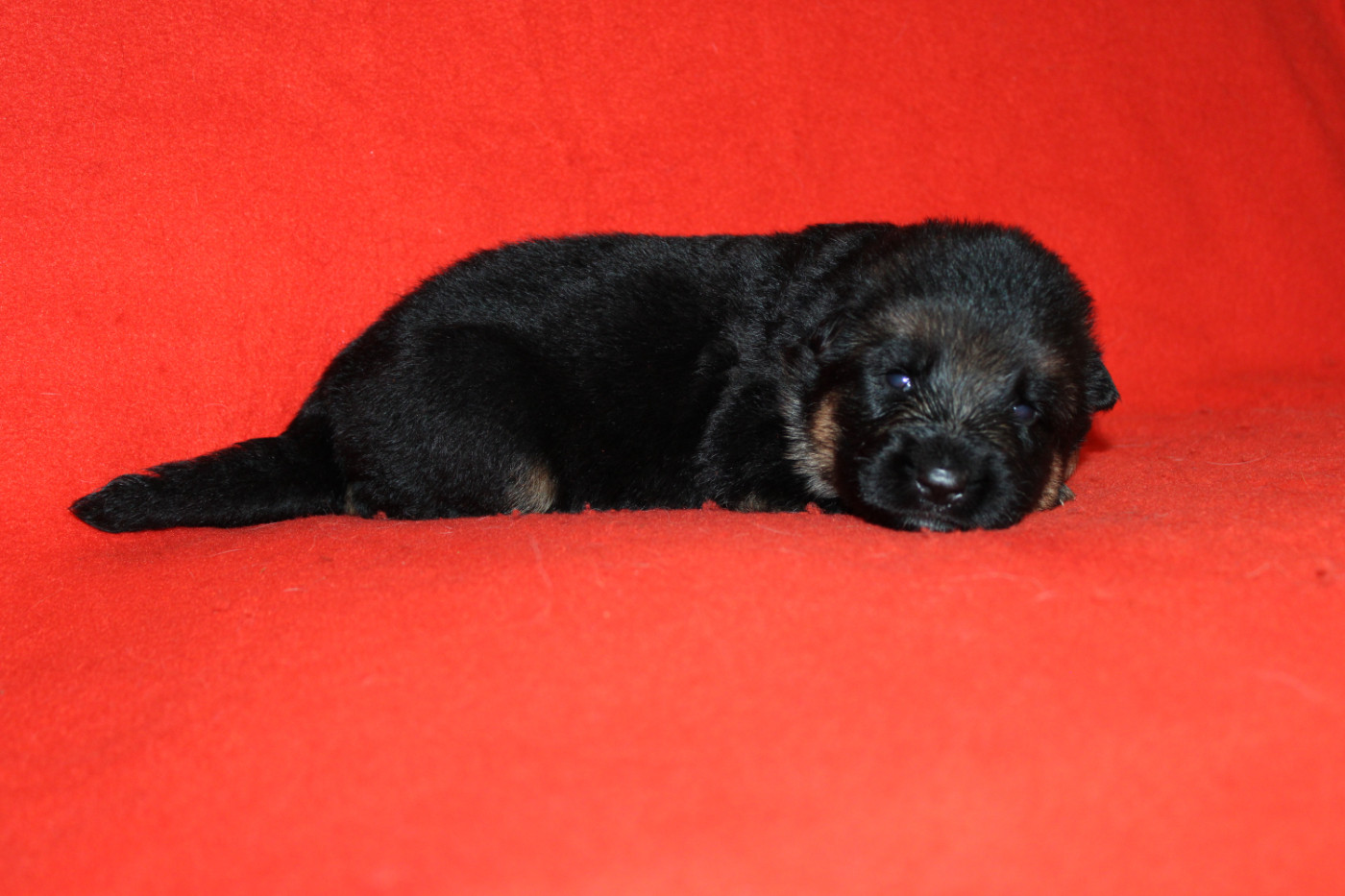 De l'hacienda del matador - Chiots disponibles - Berger Allemand
