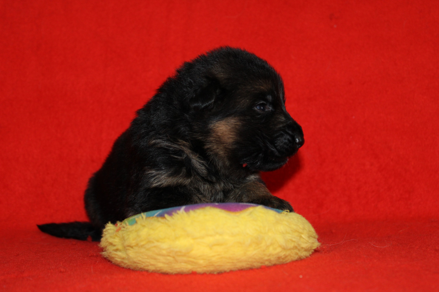 De l'hacienda del matador - Chiots disponibles - Berger Allemand