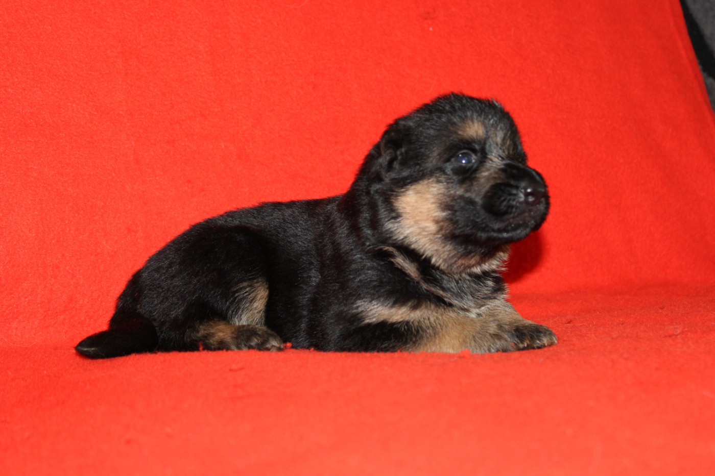 De l'hacienda del matador - Chiots disponibles - Berger Allemand