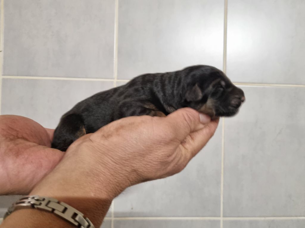 De l'hacienda del matador - Chiots disponibles - Berger Allemand Poil Long