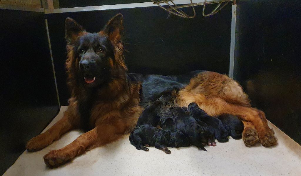 Chiot Berger Allemand Poil Long De l'hacienda del matador