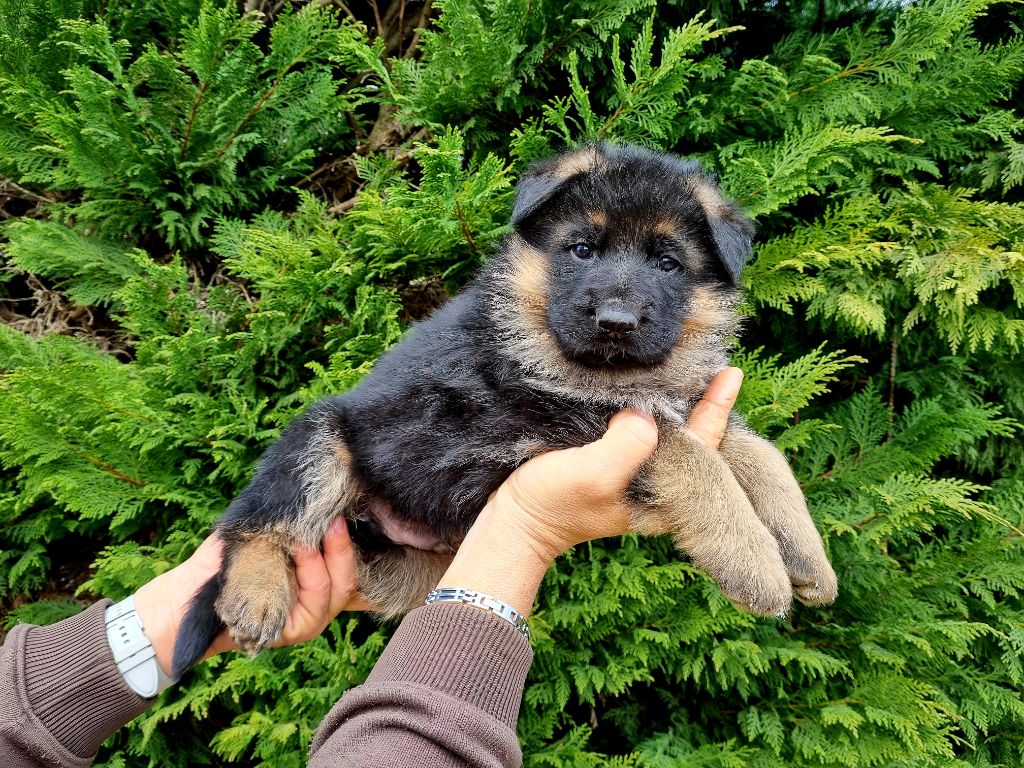 De l'hacienda del matador - Chiots disponibles - Berger Allemand