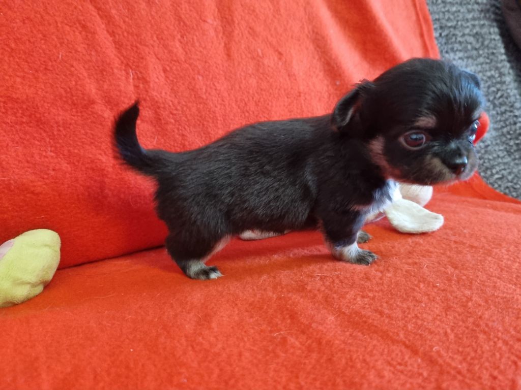 De l'hacienda del matador - Chiots disponibles - Chihuahua