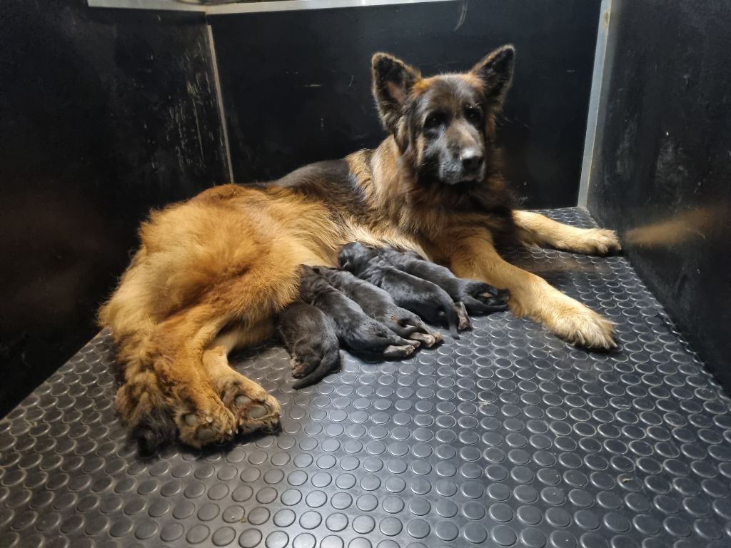 Chiot Berger Allemand Poil Long De l'hacienda del matador